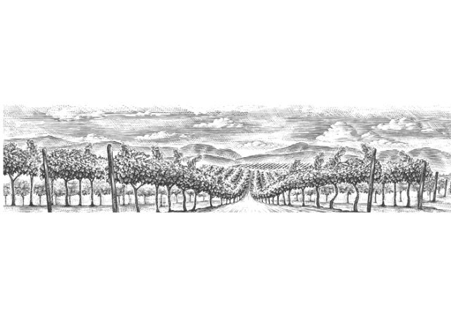 vineyard rows 2
